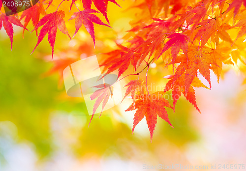 Image of Maple tree
