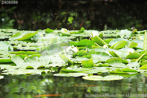 Image of Pond