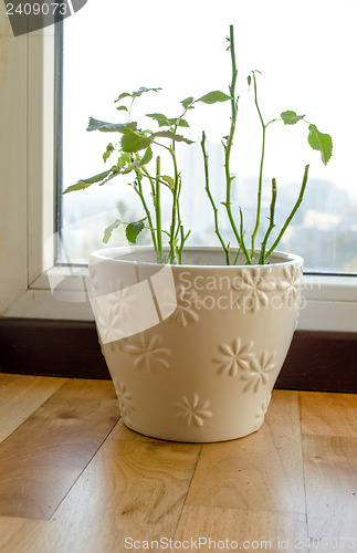 Image of shabby shed leaves plant beautiful ornamented pot 