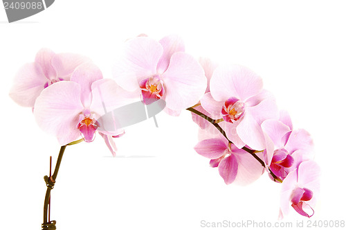 Image of Stem of orchids.