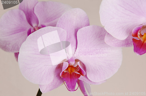 Image of Three  orchids.