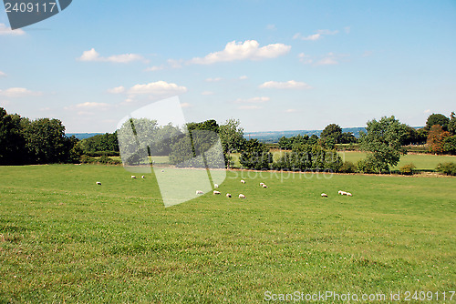 Image of Sheep graze in a farm field