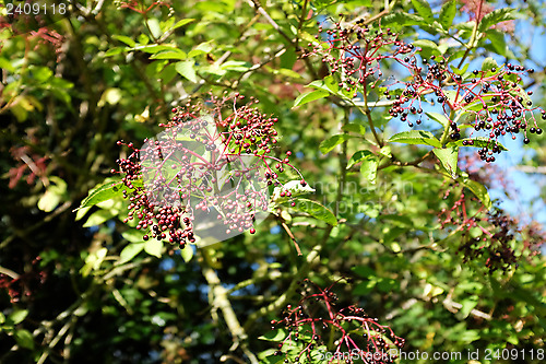 Image of Elderberries growing on an elder