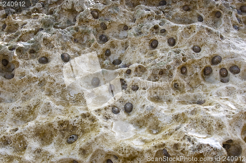 Image of Barnacles