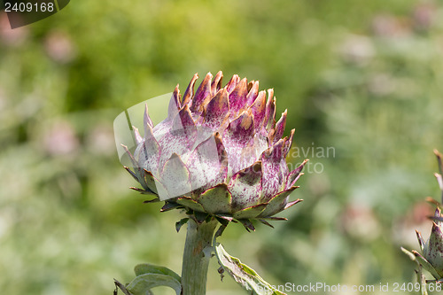 Image of Purple cardoon (Cynara cardunculus)