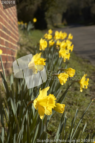 Image of Daffodils