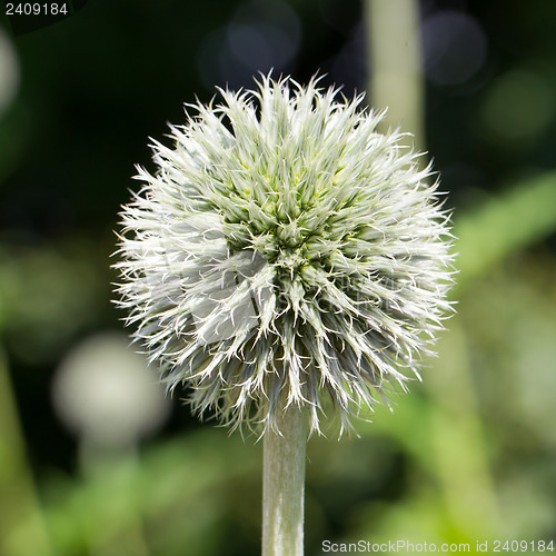 Image of Flowering thistles Echinops bannaticus