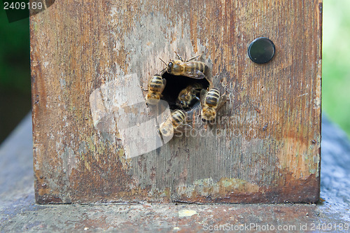 Image of Group of honeybees in beehive