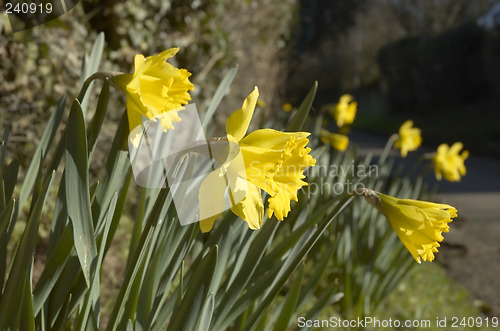 Image of Daffodils