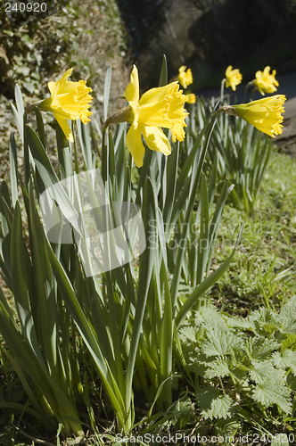 Image of Daffodils