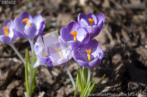 Image of Violet Crocus