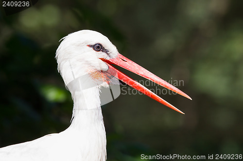 Image of Head of a stork 