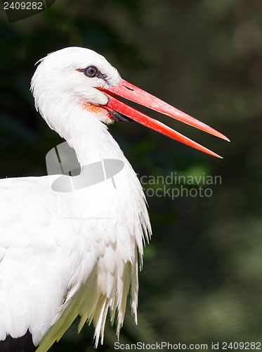 Image of Head of a stork 