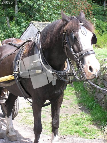 Image of Cart Horse