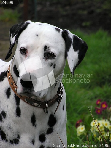 Image of Dalmatian 2