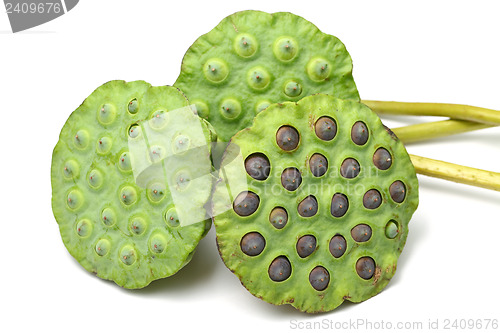 Image of Bouquet of Lotus seed pod