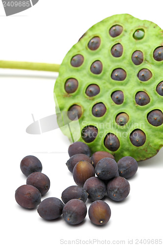 Image of Lotus seed and pod