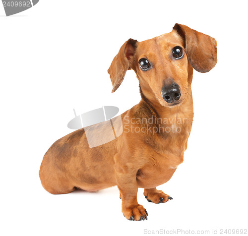 Image of Dachshund dog portrait