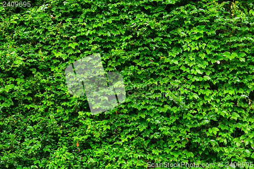 Image of Green plant wall