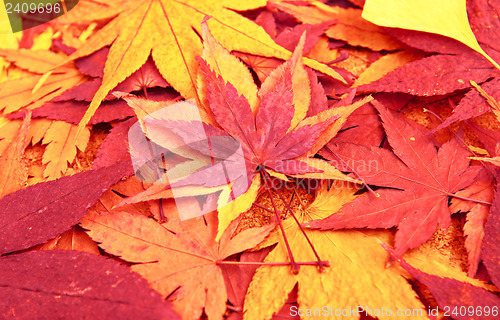 Image of Dried maple