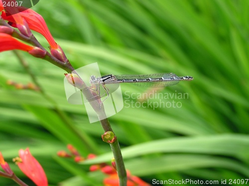 Image of Damsel Fly 3