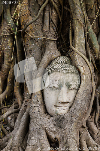 Image of Old tree with buddha head in wat mahathat