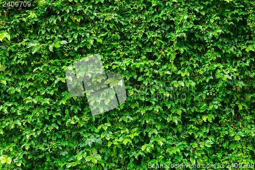 Image of Green plant wall