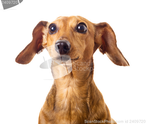 Image of Dachshund dog 