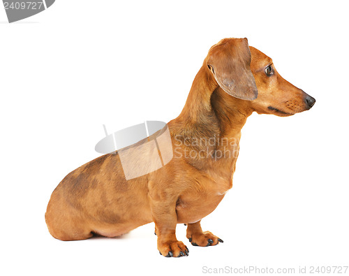 Image of Dachshund dog side view