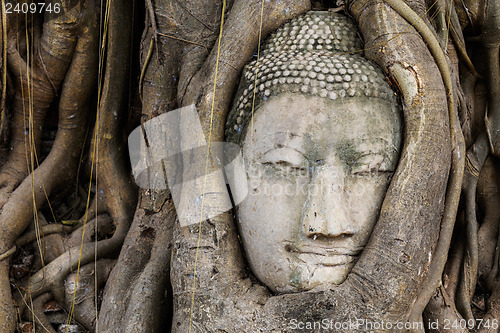 Image of Buddha head in a tree trunk, Wat Mahathat
