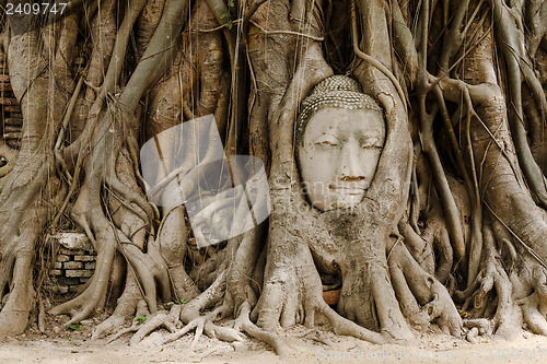 Image of Old tree with buddha head in Ayutthaya