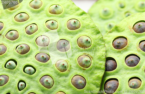 Image of Lotus seed pod