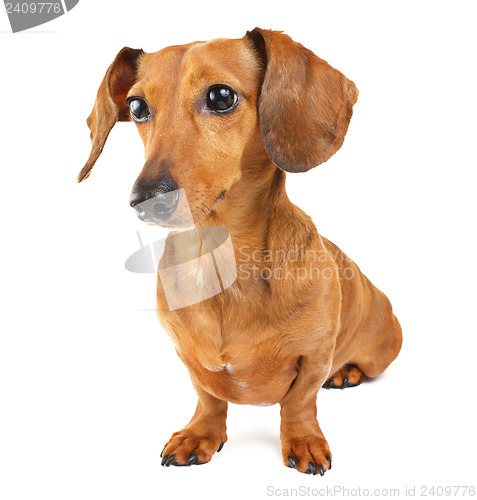 Image of Dachshund dog