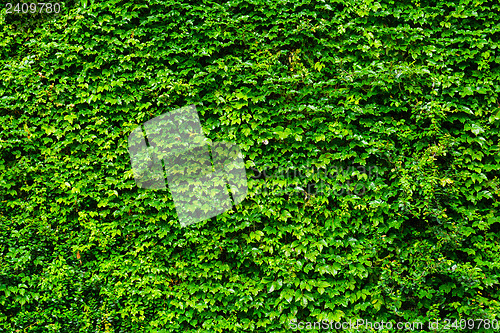 Image of Ivy wall