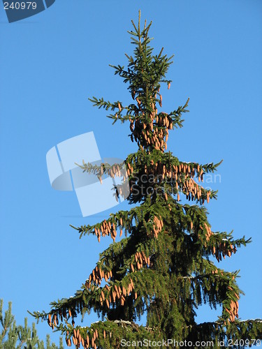 Image of Spruce with cones