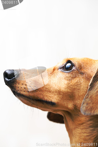 Image of Dachshund dog looking up