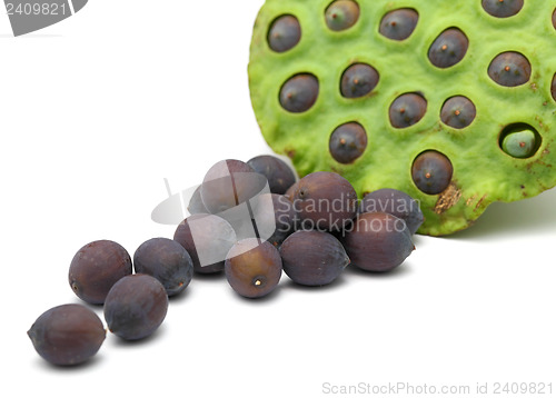 Image of Fresh lotus ripe seed and pod