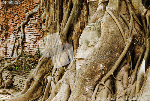 Image of Buddha head in old tree