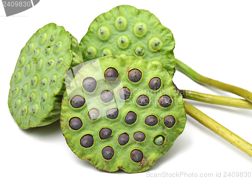 Image of Bouquet of Lotus seed pod