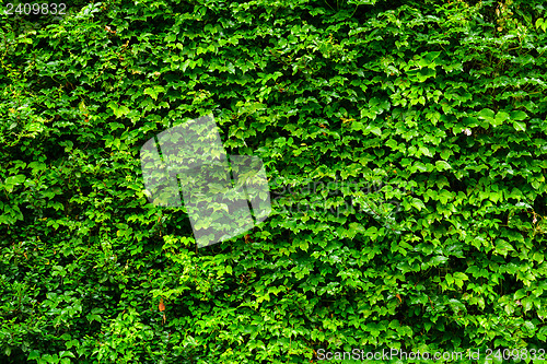 Image of Green wall