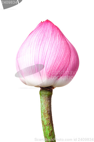 Image of Lotus bud