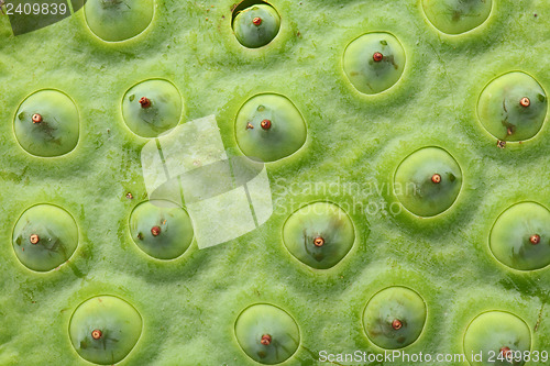 Image of Lotus seed pod close up