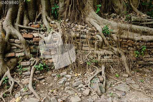 Image of Tree root with brick wall