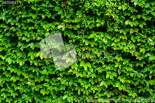 Image of Ivy wall