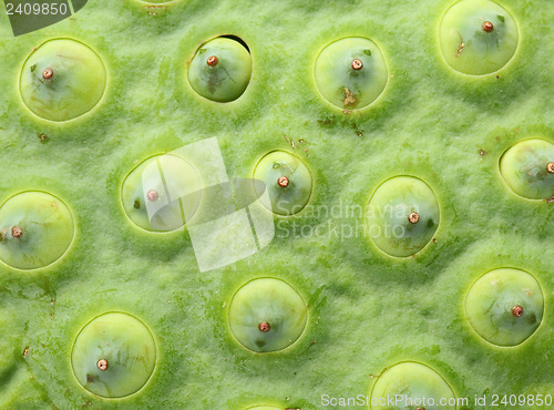 Image of Lotus seed pod close up