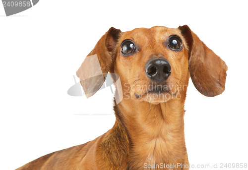 Image of Dachshund dog looking up