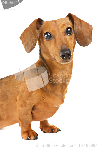 Image of Dachshund dog portrait