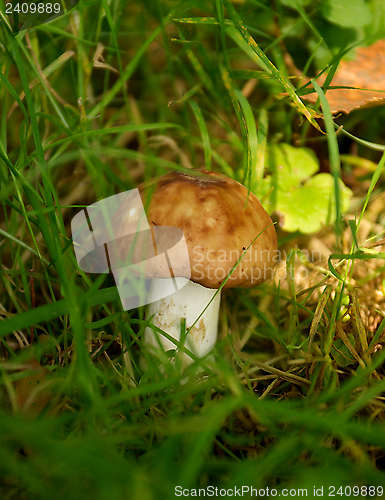 Image of Forest Mushroom
