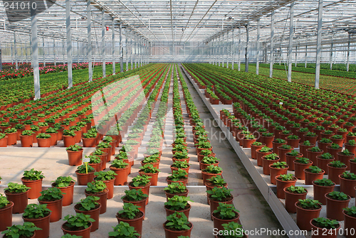 Image of Greenhouse