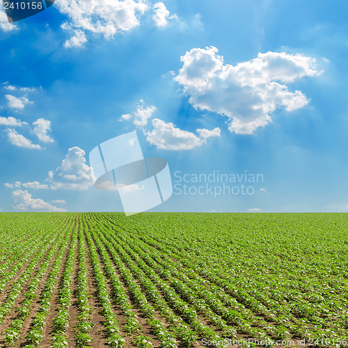 Image of field with green sunflowers under cloudy sky